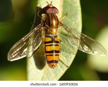 Hoverflies, also called flower flies make up the insect family Syrphidae, they are often seen hovering or nectaring at flowers; the adults of many species feed mainly on nectar and pollen.