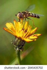 Hoverflies, flower flies or syrphid flies, insect family Syrphidae.They disguise themselves as dangerous insects wasps and bees.The adults of many species feed mainly on nectar and pollen flowers.