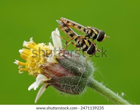 Hoverflies or flowerflies they are considered a second most important pollinator next to bees.They called hoverflies because they have ability hover in mid air.
