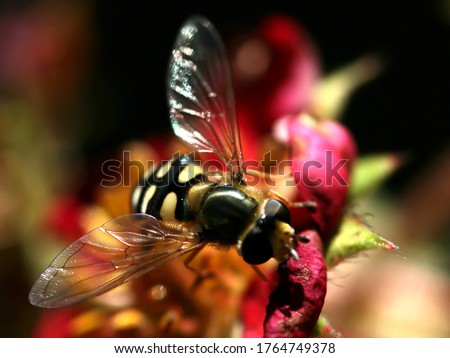 Similar – Image, Stock Photo Cuddly Nature Plant Animal