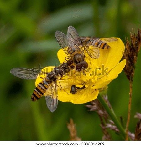 Hoverflies on a buttercup. Macro.