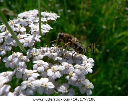 
Hoverflies, sometimes called flowers flies, or Syrphid flies, forming an insect family Syrphidae - on a flowering yarrow