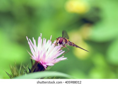 Hoverfly