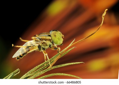 Hoverfly