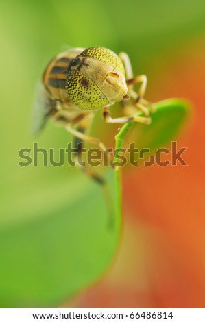 Similar – Image, Stock Photo Garden snail XV