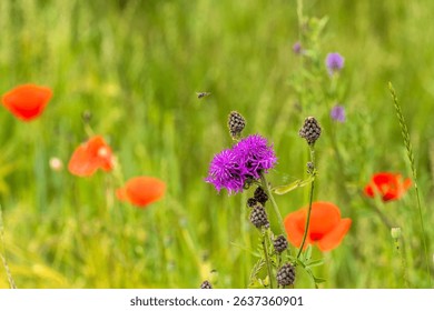 Hoverfly approaching Centaurea jacea among poppies