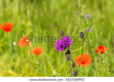 Hoverfly approaching Centaurea jacea among poppies
