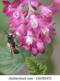 Hoverfly bee collecting nectar