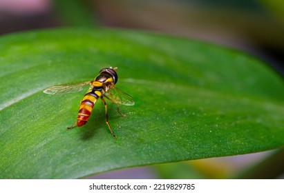 Hoverfly black and yellow in leaf with incredible details