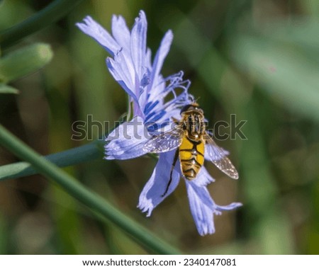 Hoverfly Broad-headed Marsh Fly
Helophilus latifrons
 on Chicory Cichorium intybus
