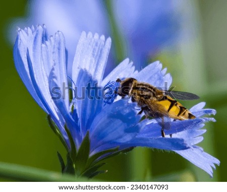 Hoverfly Broad-headed Marsh Fly
Helophilus latifrons
 on Chicory Cichorium intybus