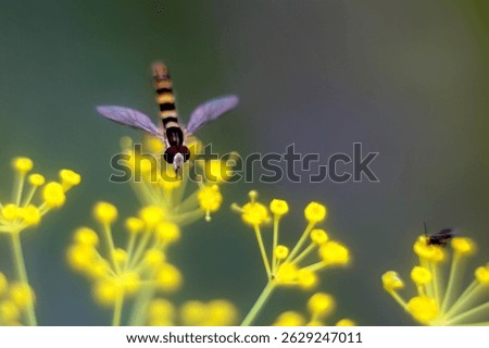 Hoverfly collecting nectar on bright yellow dill flowers.