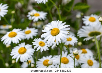 Hoverfly delicately perches on the vibrant yellow center of a white daisy, surrounded by a field of blossoming daisies - Powered by Shutterstock