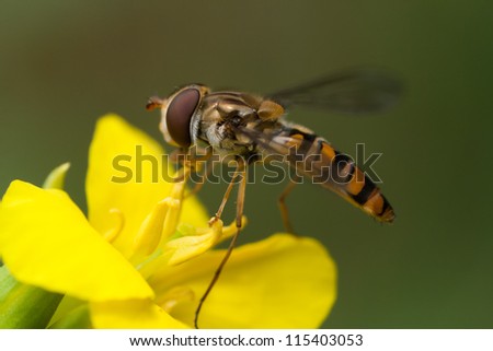Hoverfly eating nectar from a yellow flower