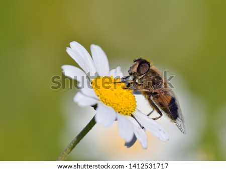 Similar – Image, Stock Photo Bee Nature Plant Animal