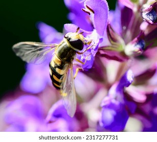 Hoverfly (Eupeodes corollae) sucks nectar from a pink flower.