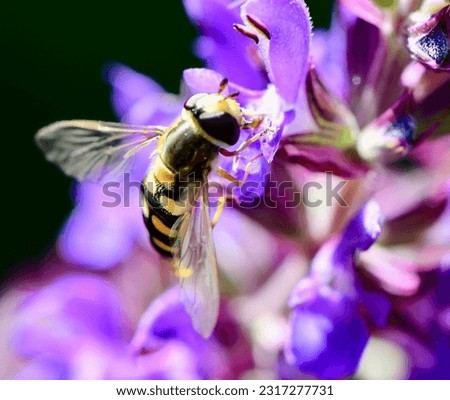 Hoverfly (Eupeodes corollae) sucks nectar from a pink flower.