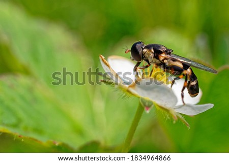Hoverfly feeding on a wild strawberry flower.