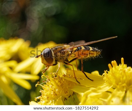 Hoverfly feeding on a yellow flower.