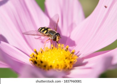 Hoverfly or Flower Fly, Eupeodes luniger, black and yellow female pollinating a pink Japanese Anemone flower, close-up view  - Powered by Shutterstock