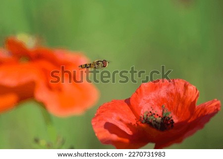 a hoverfly fly hovered in flight over a red poppy close-up against a background of green grass