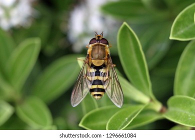 hoverfly in the garden on a leaf