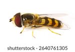 Hoverfly, Hover Fly or flower flies, syrphids isolated on white, Eupeodes fumipennis, side view