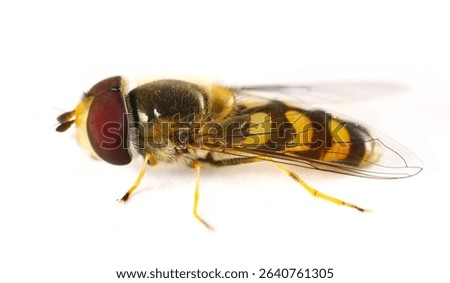 Hoverfly, Hover Fly or flower flies, syrphids isolated on white, Eupeodes fumipennis, side view