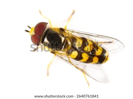 Hoverfly, Hover Fly or flower flies, syrphids isolated on white, Eupeodes fumipennis