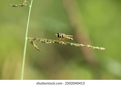 hoverfly, hoverflies, flower flies, a hoverfly perched on a grass leaf - Powered by Shutterstock