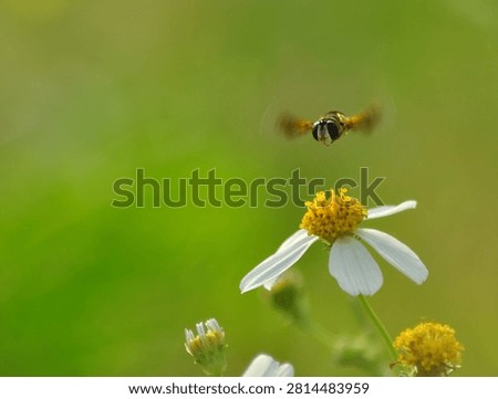 Hoverfly Hovering Above Spanish Needle Wildflower in Soft Green Meadow Background