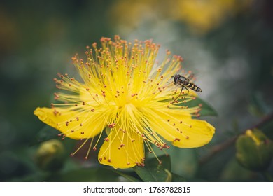 Hoverfly hovering on yellow Hypericum calycinum (St. John's Wort) flower