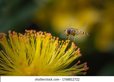 Hoverfly hovering on yellow Hypericum calycinum (St. John's Wort) flower