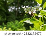 Hoverfly and Hydrangea Blooms in a Tranquil Garden