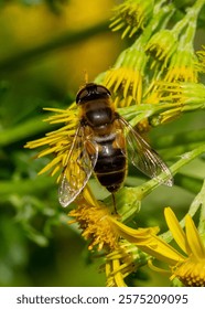 Hoverfly, insect, feeding on a flower.