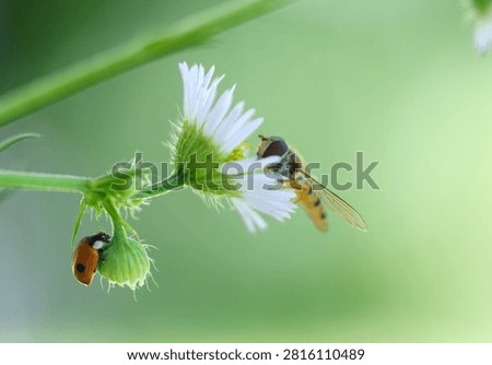 A hoverfly and a ladybug on a beautiful small daisy, close-up, on a blurred background