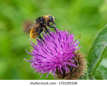 A hoverfly (Merodon equestris) on a knapweed flower, seen in June
