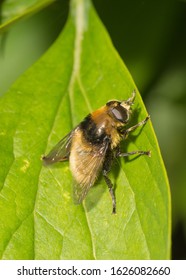 Hoverfly, Merodon equestris resting on a plant leaf