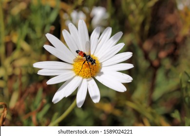 Hoverfly on daisy, South Australia