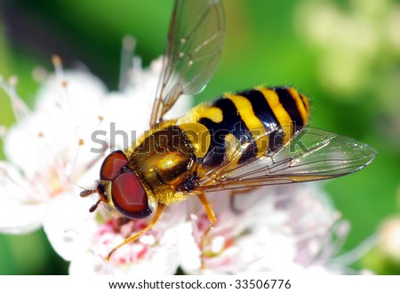 hoverfly on flower.
