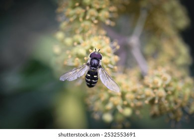 Hoverfly on green Flower close up - Powered by Shutterstock