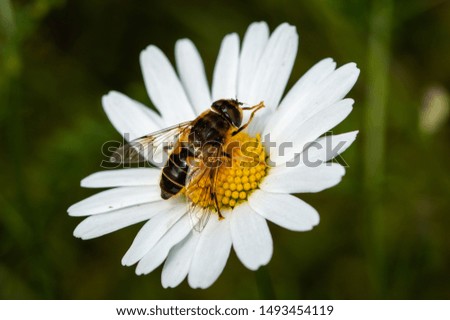 Similar – Image, Stock Photo Bee Nature Plant Animal