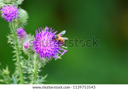 Hover-Fly on Slender Thistle Flower