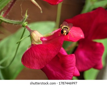 A Hoverfly On A Sweetpea Flower