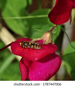 A Hoverfly On A Sweetpea Flower