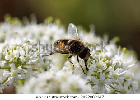 Hoverfly (order Diptera) at Double Lock (Exeter Ship Canal), Devon, UK