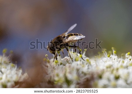 Hoverfly (order Diptera) at Double Lock (Exeter Ship Canal), Devon, UK
