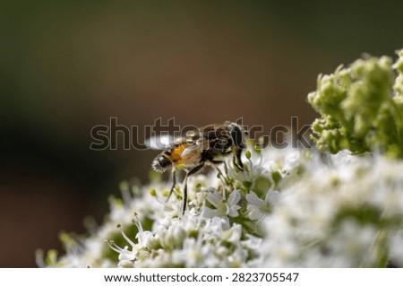 Hoverfly (order Diptera) at Double Lock (Exeter Ship Canal), Devon, UK