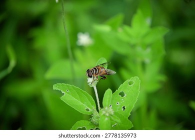 hoverfly perched on green leaf macro, syrphid fly on garden plant close up, hover fly mimicry insect outdoors, macro of flower fly on leaves with insect bites