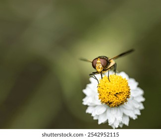 A hoverfly pollinating a flower in a garden, macro shot - Powered by Shutterstock